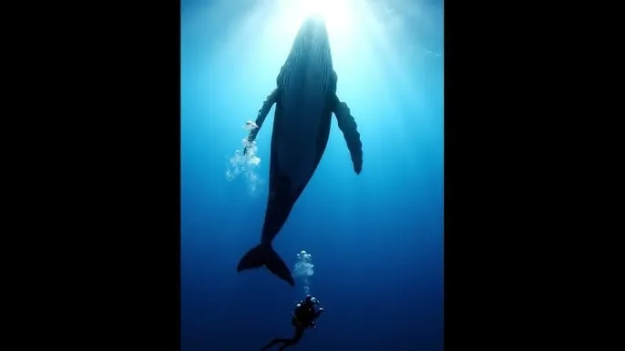 疯狂农庄国语 - 深蓝星球：探索海洋深处的未知世界